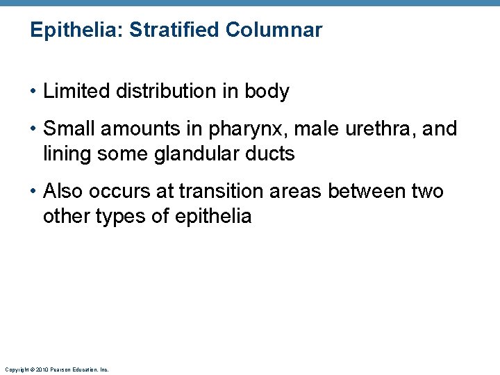 Epithelia: Stratified Columnar • Limited distribution in body • Small amounts in pharynx, male Epithelia: Stratified Columnar • Limited distribution in body • Small amounts in pharynx, male