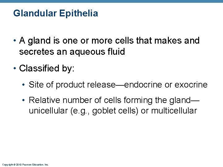 Glandular Epithelia • A gland is one or more cells that makes and secretes Glandular Epithelia • A gland is one or more cells that makes and secretes