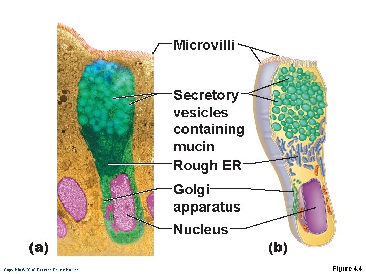 Microvilli Secretory vesicles containing mucin Rough ER Golgi apparatus (a) Copyright © 2010 Pearson Microvilli Secretory vesicles containing mucin Rough ER Golgi apparatus (a) Copyright © 2010 Pearson