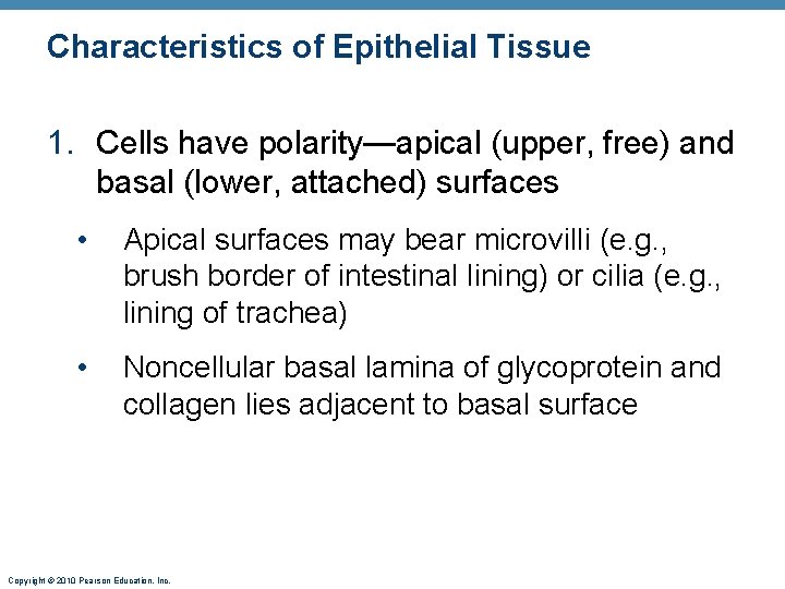 Characteristics of Epithelial Tissue 1. Cells have polarity—apical (upper, free) and basal (lower, attached) Characteristics of Epithelial Tissue 1. Cells have polarity—apical (upper, free) and basal (lower, attached)