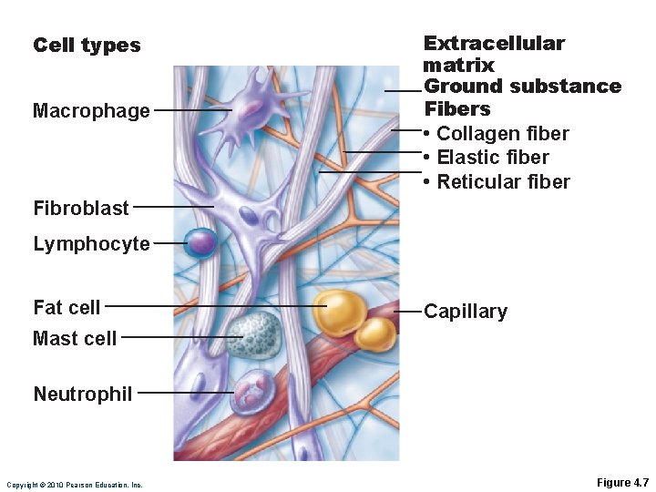 Cell types Macrophage Extracellular matrix Ground substance Fibers • Collagen fiber • Elastic fiber Cell types Macrophage Extracellular matrix Ground substance Fibers • Collagen fiber • Elastic fiber