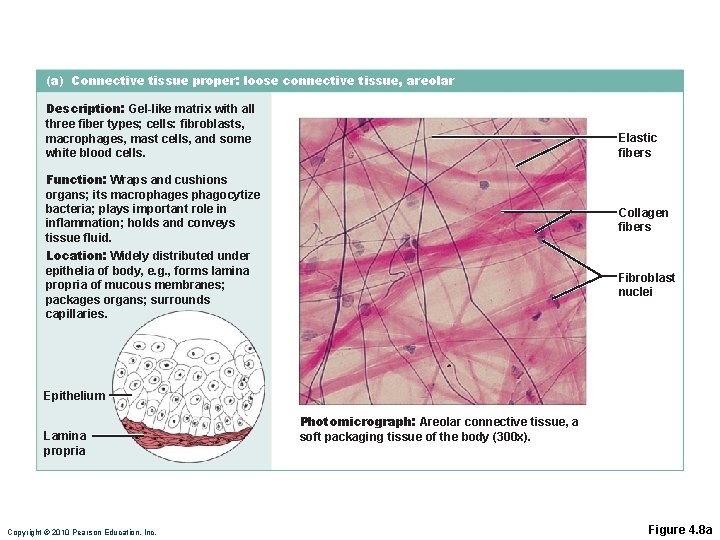 (a) Connective tissue proper: loose connective tissue, areolar Description: Gel-like matrix with all three (a) Connective tissue proper: loose connective tissue, areolar Description: Gel-like matrix with all three