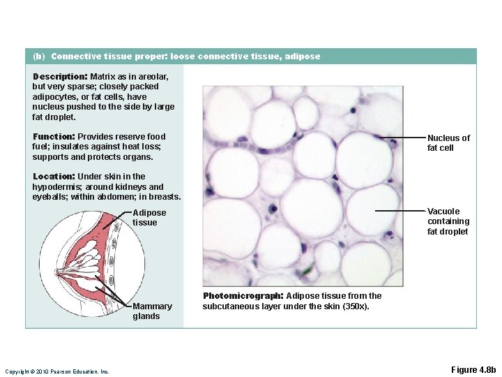 (b) Connective tissue proper: loose connective tissue, adipose Description: Matrix as in areolar, but (b) Connective tissue proper: loose connective tissue, adipose Description: Matrix as in areolar, but