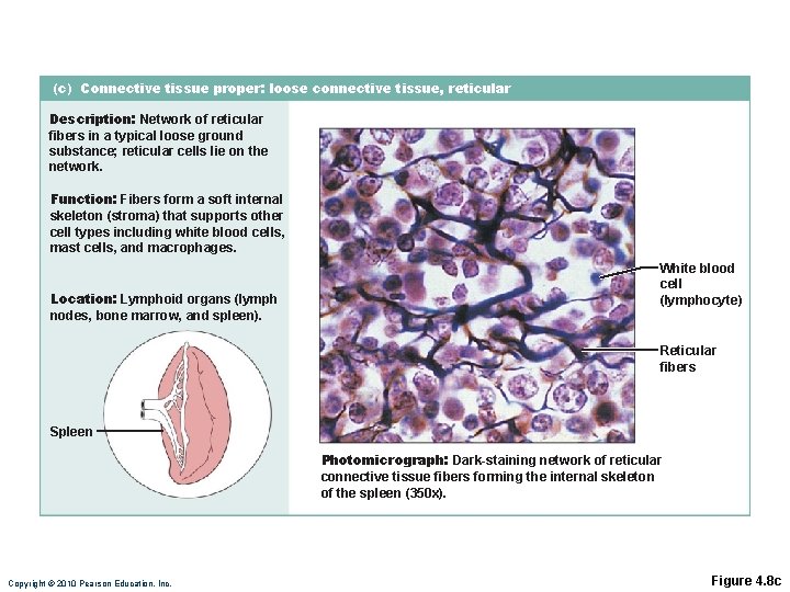 (c) Connective tissue proper: loose connective tissue, reticular Description: Network of reticular fibers in (c) Connective tissue proper: loose connective tissue, reticular Description: Network of reticular fibers in