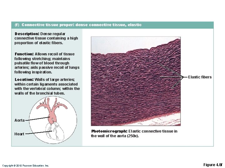 (f) Connective tissue proper: dense connective tissue, elastic Description: Dense regular connective tissue containing (f) Connective tissue proper: dense connective tissue, elastic Description: Dense regular connective tissue containing