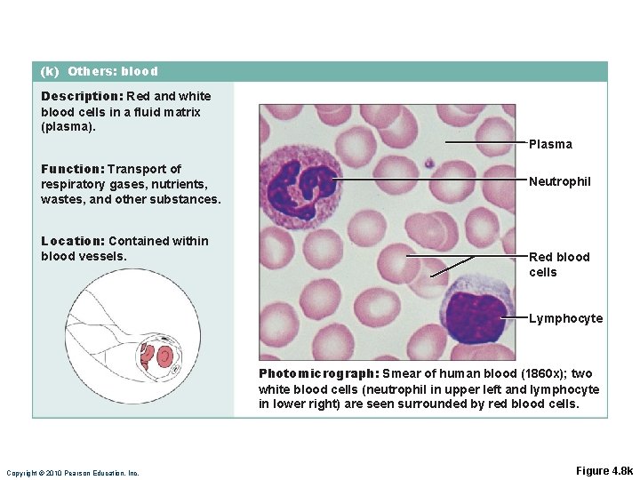 (k) Others: blood Description: Red and white blood cells in a fluid matrix (plasma). (k) Others: blood Description: Red and white blood cells in a fluid matrix (plasma).