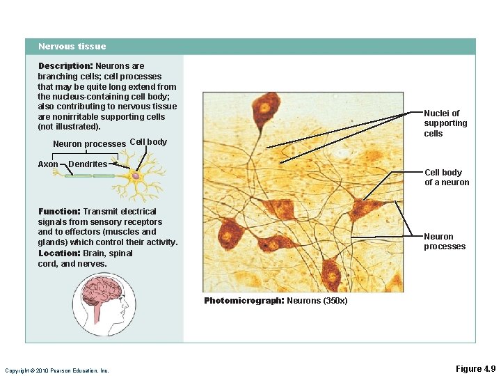 Nervous tissue Description: Neurons are branching cells; cell processes that may be quite long Nervous tissue Description: Neurons are branching cells; cell processes that may be quite long