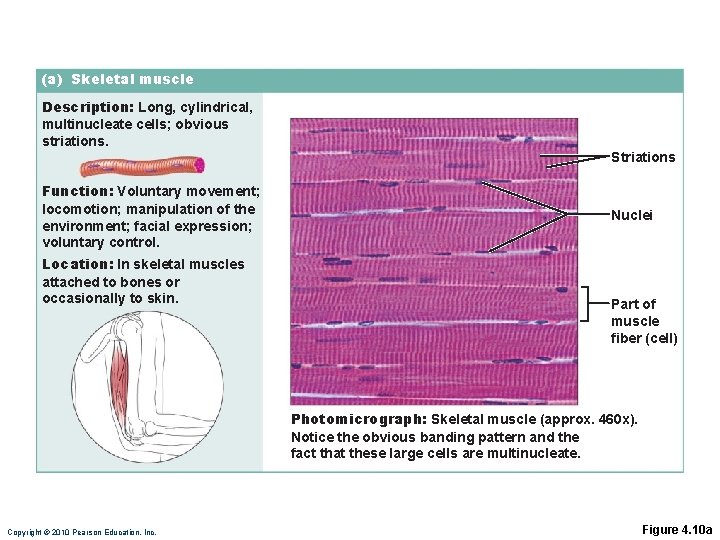 (a) Skeletal muscle Description: Long, cylindrical, multinucleate cells; obvious striations. Striations Function: Voluntary movement; (a) Skeletal muscle Description: Long, cylindrical, multinucleate cells; obvious striations. Striations Function: Voluntary movement;