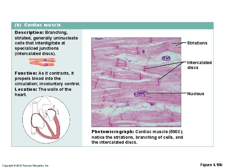 (b) Cardiac muscle Description: Branching, striated, generally uninucleate cells that interdigitate at specialized junctions (b) Cardiac muscle Description: Branching, striated, generally uninucleate cells that interdigitate at specialized junctions