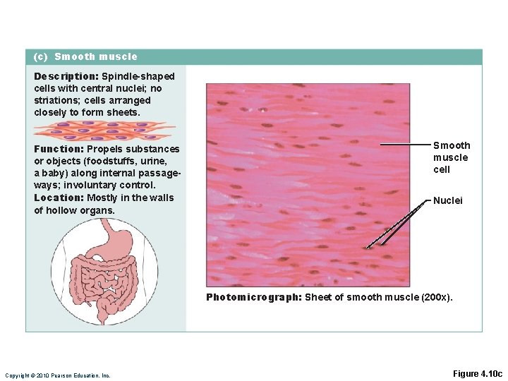 (c) Smooth muscle Description: Spindle-shaped cells with central nuclei; no striations; cells arranged closely (c) Smooth muscle Description: Spindle-shaped cells with central nuclei; no striations; cells arranged closely