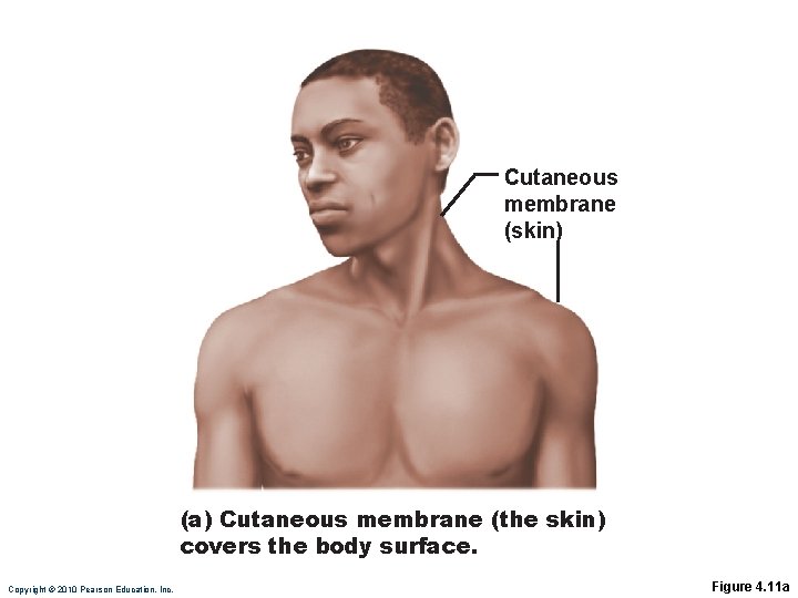 Cutaneous membrane (skin) (a) Cutaneous membrane (the skin) covers the body surface. Copyright © Cutaneous membrane (skin) (a) Cutaneous membrane (the skin) covers the body surface. Copyright ©