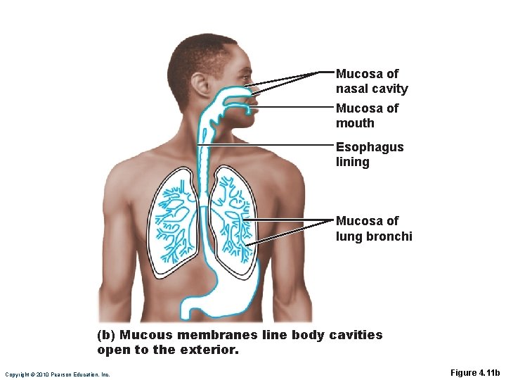 Mucosa of nasal cavity Mucosa of mouth Esophagus lining Mucosa of lung bronchi (b) Mucosa of nasal cavity Mucosa of mouth Esophagus lining Mucosa of lung bronchi (b)