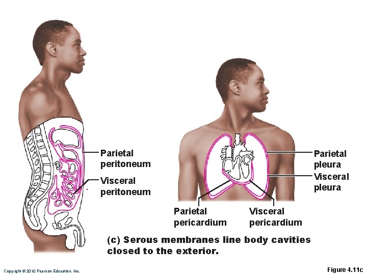 Parietal peritoneum Parietal pleura Visceral peritoneum Parietal pericardium Visceral pericardium (c) Serous membranes line Parietal peritoneum Parietal pleura Visceral peritoneum Parietal pericardium Visceral pericardium (c) Serous membranes line