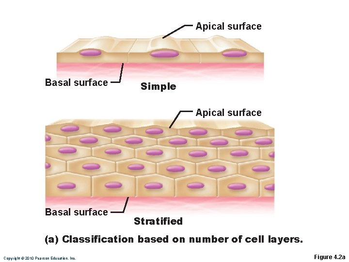 Apical surface Basal surface Simple Apical surface Basal surface Stratified (a) Classification based on Apical surface Basal surface Simple Apical surface Basal surface Stratified (a) Classification based on