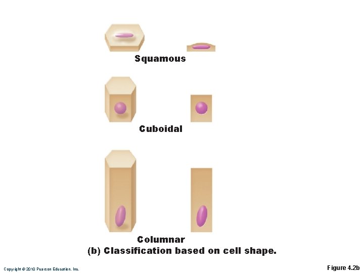 Squamous Cuboidal Columnar (b) Classification based on cell shape. Copyright © 2010 Pearson Education, Squamous Cuboidal Columnar (b) Classification based on cell shape. Copyright © 2010 Pearson Education,