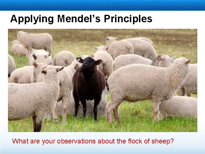 Applying Mendel’s Principles What are your observations about the flock of sheep? 