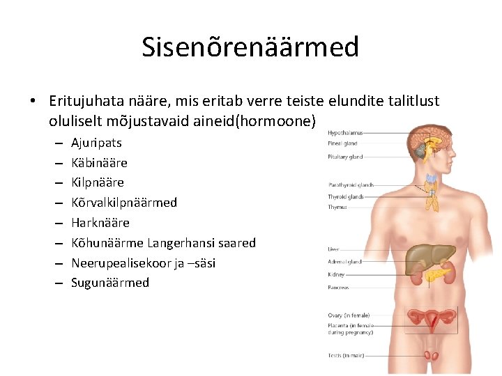 Sisenõrenäärmed • Eritujuhata nääre, mis eritab verre teiste elundite talitlust oluliselt mõjustavaid aineid(hormoone) –