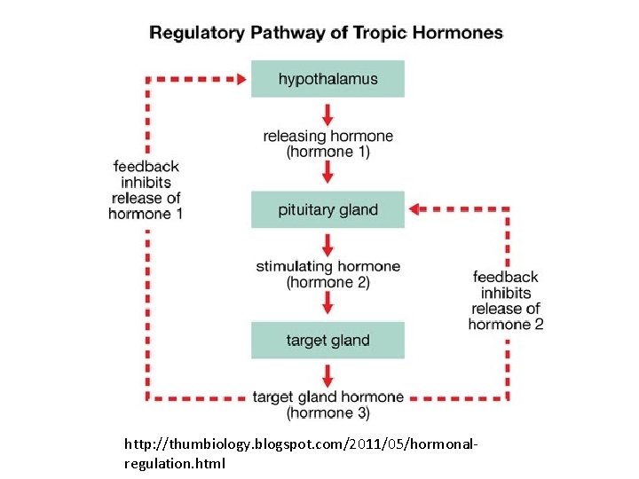 http: //thumbiology. blogspot. com/2011/05/hormonalregulation. html 