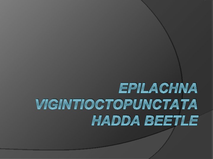 EPILACHNA VIGINTIOCTOPUNCTATA HADDA BEETLE 