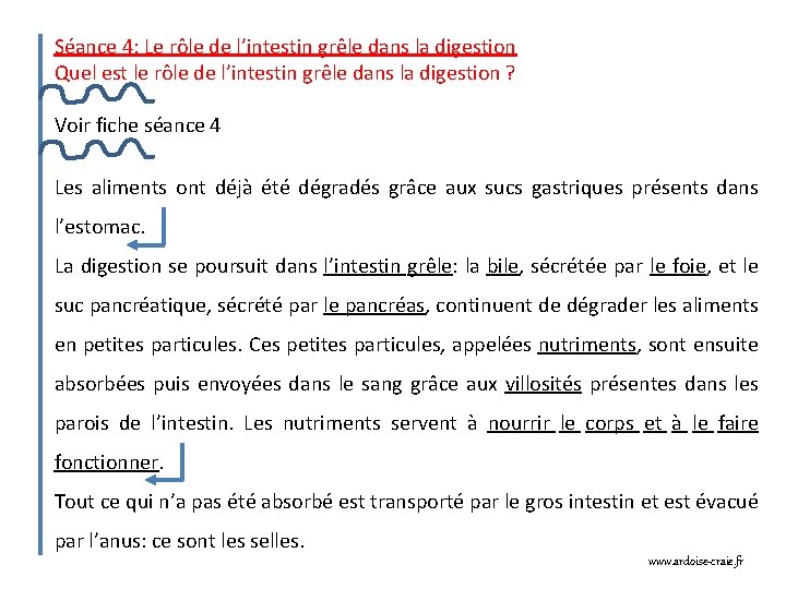 Séance 4: Le rôle de l’intestin grêle dans la digestion Quel est le rôle