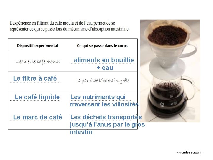 aliments en bouillie + eau Le filtre à café Le café liquide Les nutriments