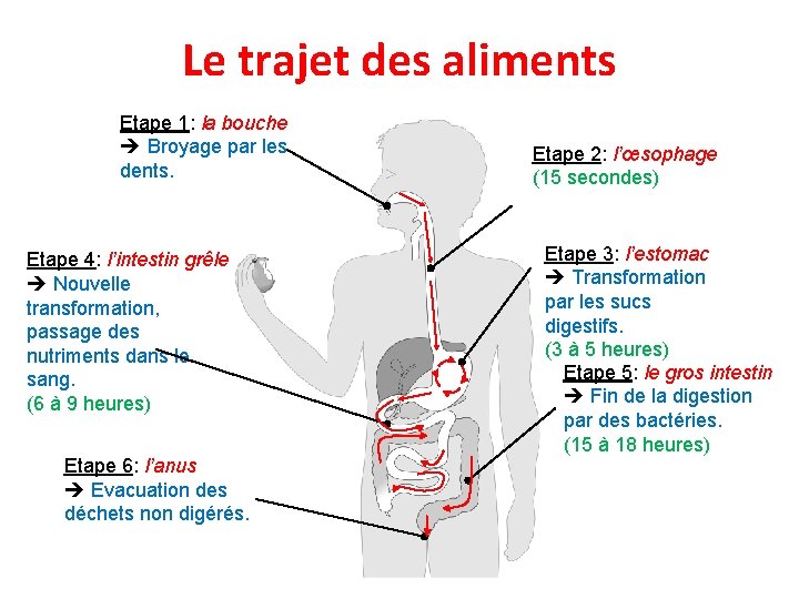Le trajet des aliments Etape 1: la bouche Broyage par les dents. Etape 4: