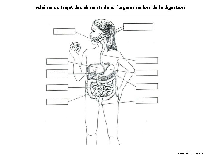 Schéma du trajet des aliments dans l’organisme lors de la digestion www. ardoise-craie. fr