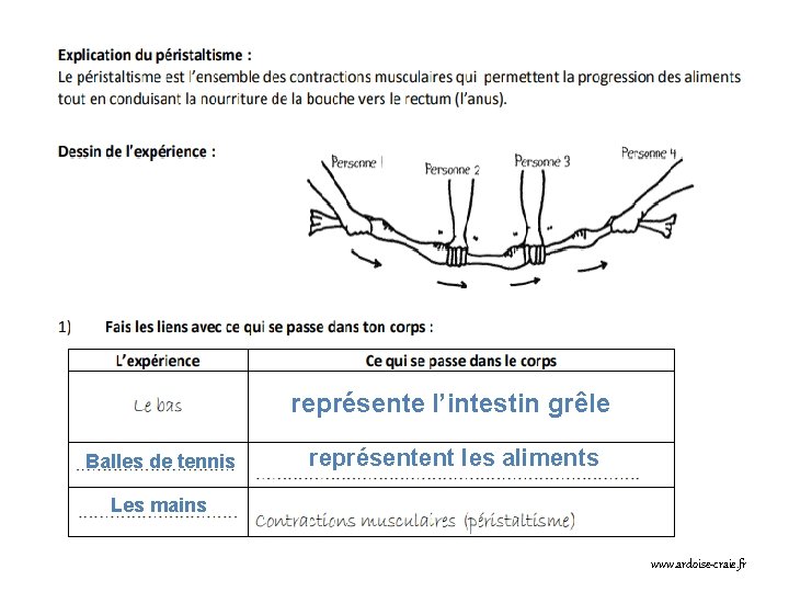 représente l’intestin grêle Balles de tennis représentent les aliments Les mains www. ardoise-craie. fr