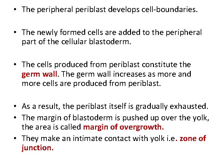  • The peripheral periblast develops cell-boundaries. • The newly formed cells are added