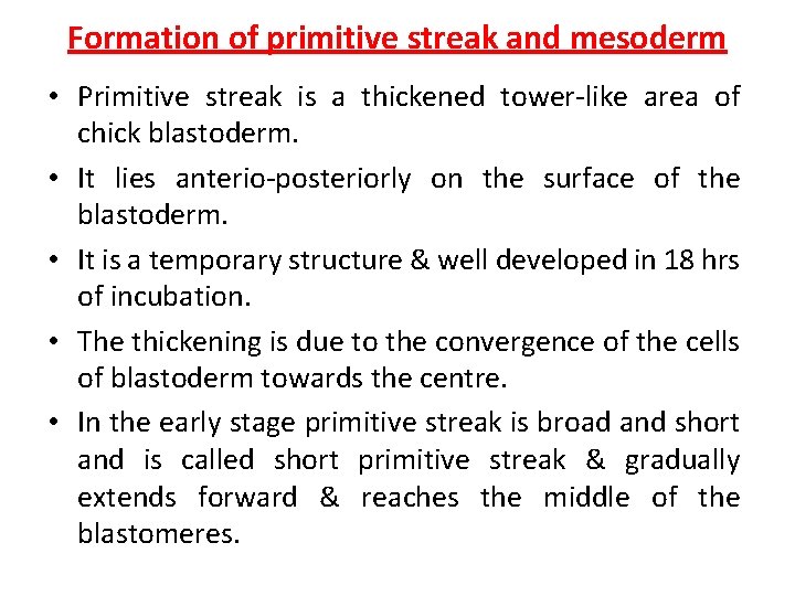 Formation of primitive streak and mesoderm • Primitive streak is a thickened tower-like area