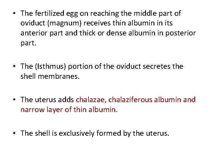  • The fertilized egg on reaching the middle part of oviduct (magnum) receives