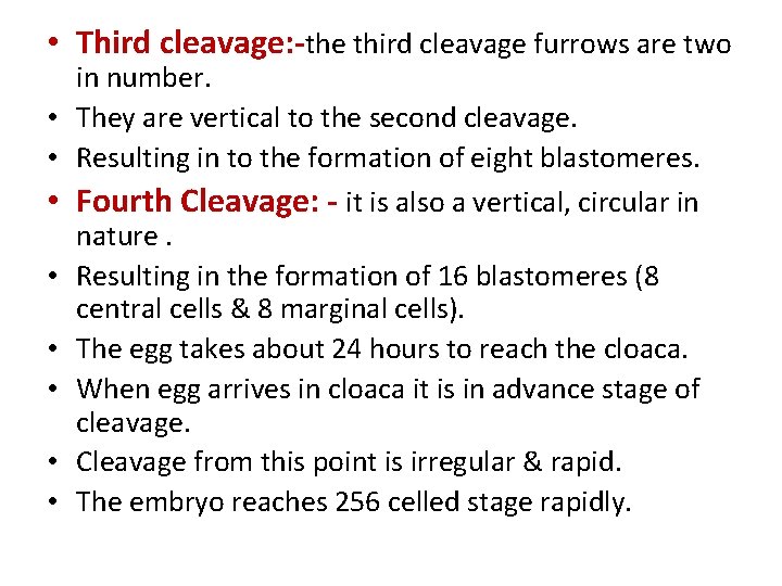  • Third cleavage: -the third cleavage furrows are two • • in number.