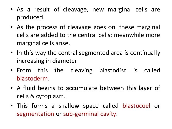  • As a result of cleavage, new marginal cells are produced. • As