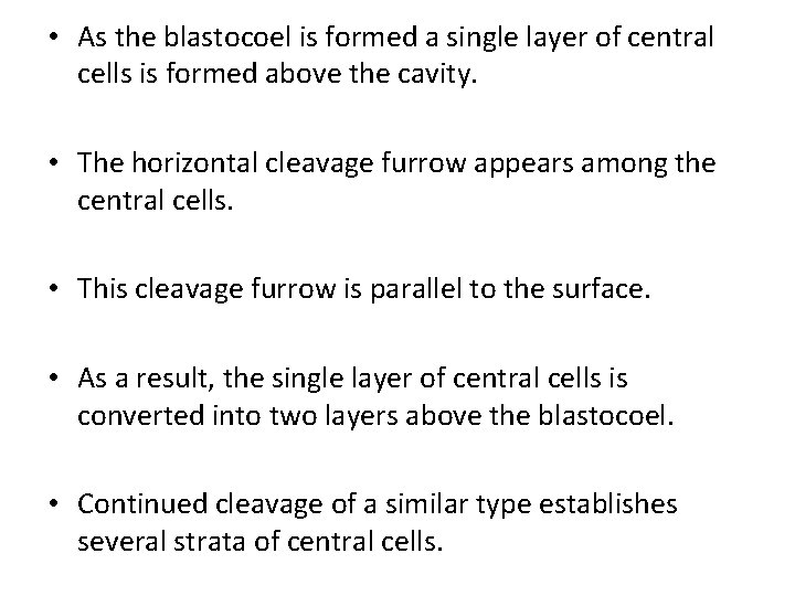  • As the blastocoel is formed a single layer of central cells is
