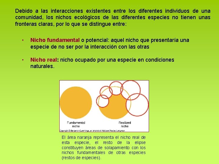 Debido a las interacciones existentes entre los diferentes individuos de una comunidad, los nichos Debido a las interacciones existentes entre los diferentes individuos de una comunidad, los nichos
