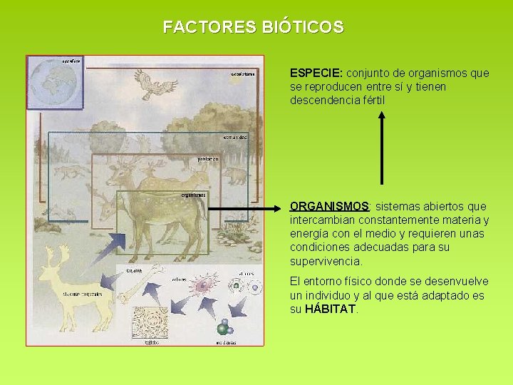 FACTORES BIÓTICOS ESPECIE: conjunto de organismos que se reproducen entre sí y tienen descendencia FACTORES BIÓTICOS ESPECIE: conjunto de organismos que se reproducen entre sí y tienen descendencia