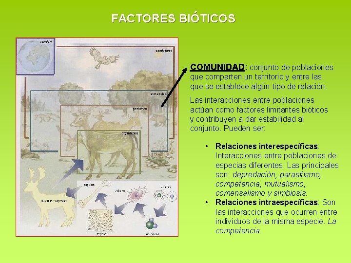 FACTORES BIÓTICOS COMUNIDAD: conjunto de poblaciones que comparten un territorio y entre las que FACTORES BIÓTICOS COMUNIDAD: conjunto de poblaciones que comparten un territorio y entre las que