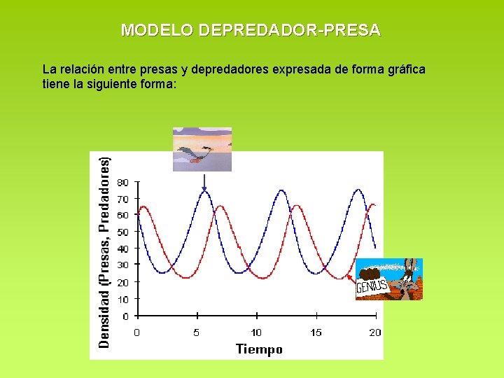MODELO DEPREDADOR-PRESA La relación entre presas y depredadores expresada de forma gráfica tiene la MODELO DEPREDADOR-PRESA La relación entre presas y depredadores expresada de forma gráfica tiene la