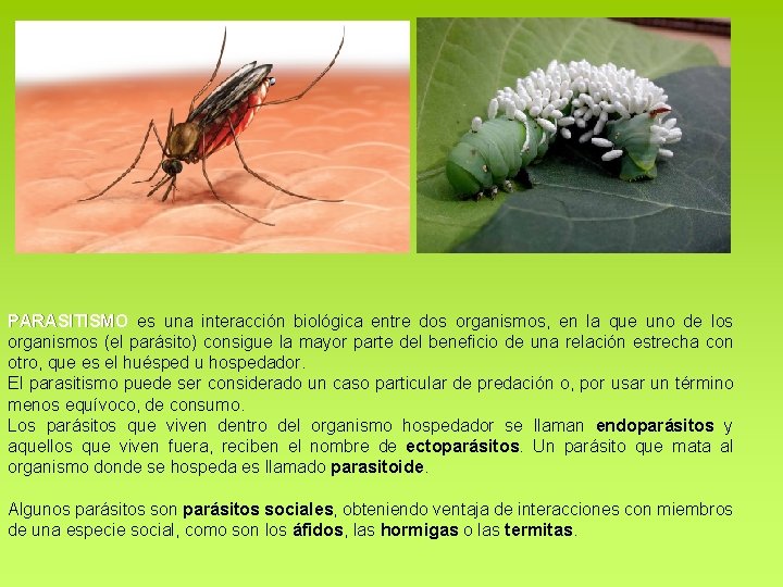 PARASITISMO es una interacción biológica entre dos organismos, en la que uno de los PARASITISMO es una interacción biológica entre dos organismos, en la que uno de los