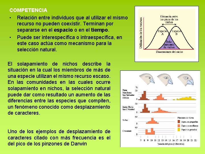 COMPETENCIA • Relación entre individuos que al utilizar el mismo recurso no pueden coexistir. COMPETENCIA • Relación entre individuos que al utilizar el mismo recurso no pueden coexistir.