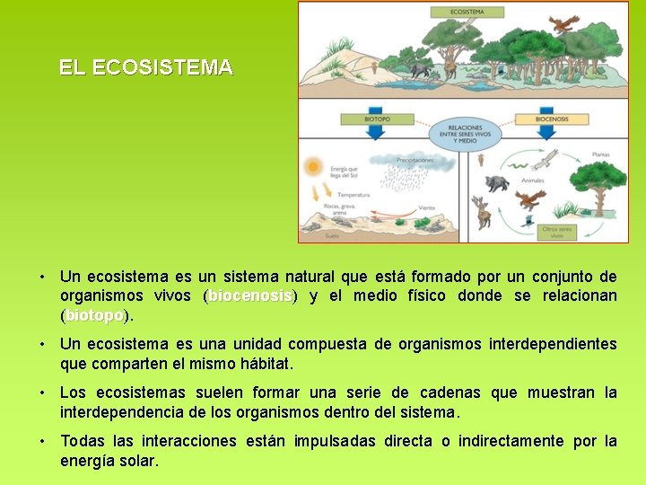 EL ECOSISTEMA • Un ecosistema es un sistema natural que está formado por un EL ECOSISTEMA • Un ecosistema es un sistema natural que está formado por un