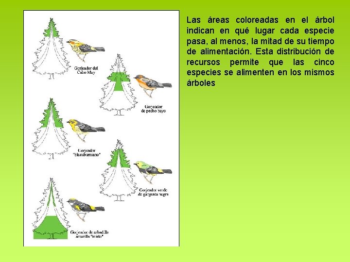 Las áreas coloreadas en el árbol indican en qué lugar cada especie pasa, al Las áreas coloreadas en el árbol indican en qué lugar cada especie pasa, al