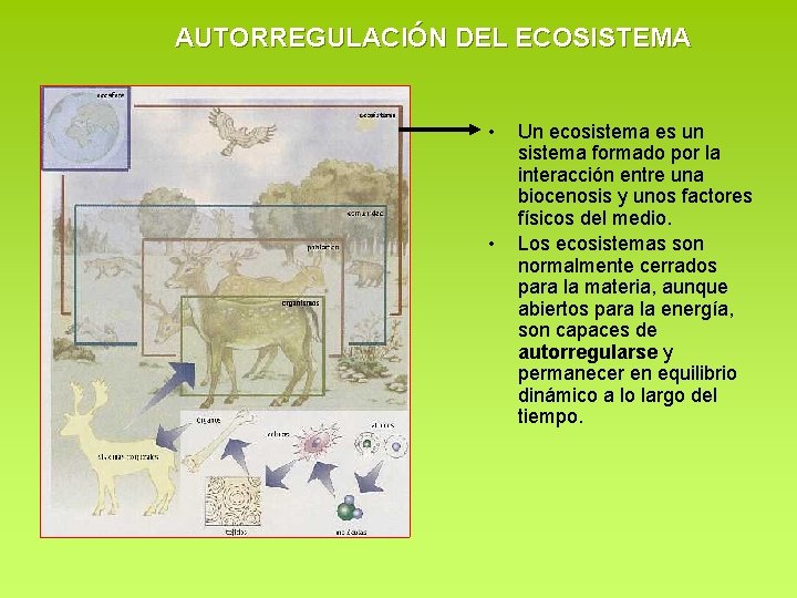 AUTORREGULACIÓN DEL ECOSISTEMA • • Un ecosistema es un sistema formado por la interacción AUTORREGULACIÓN DEL ECOSISTEMA • • Un ecosistema es un sistema formado por la interacción