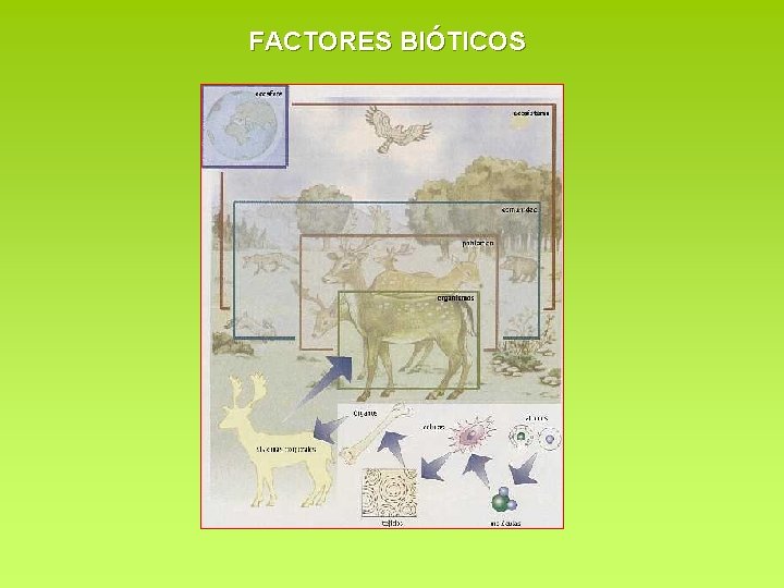 FACTORES BIÓTICOS FACTORES BIÓTICOS