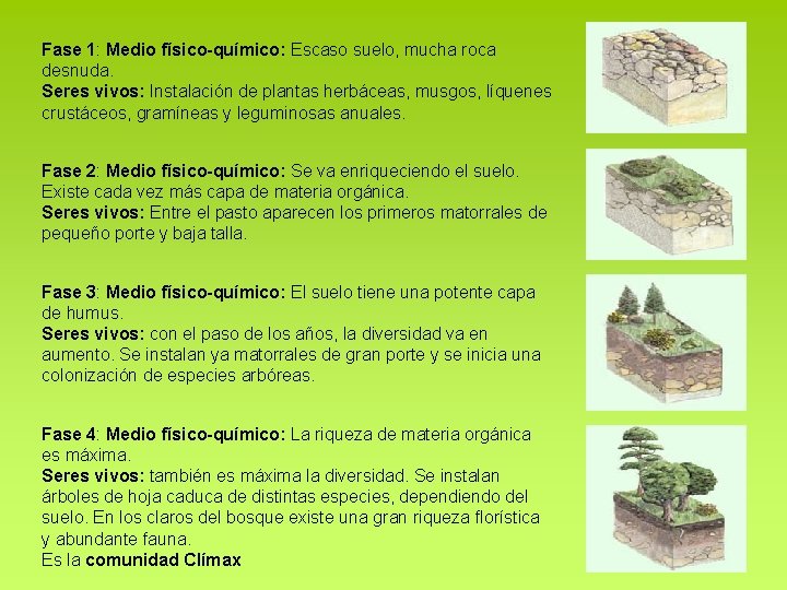 Fase 1: Medio físico-químico: Escaso suelo, mucha roca desnuda. Seres vivos: Instalación de plantas Fase 1: Medio físico-químico: Escaso suelo, mucha roca desnuda. Seres vivos: Instalación de plantas