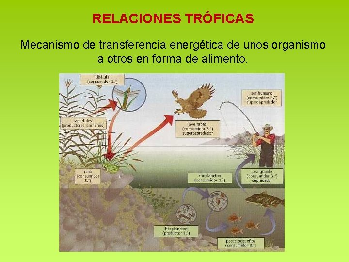 RELACIONES TRÓFICAS Mecanismo de transferencia energética de unos organismo a otros en forma de RELACIONES TRÓFICAS Mecanismo de transferencia energética de unos organismo a otros en forma de