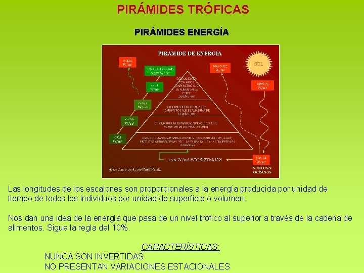 PIRÁMIDES TRÓFICAS PIRÁMIDES ENERGÍA Las longitudes de los escalones son proporcionales a la energía PIRÁMIDES TRÓFICAS PIRÁMIDES ENERGÍA Las longitudes de los escalones son proporcionales a la energía