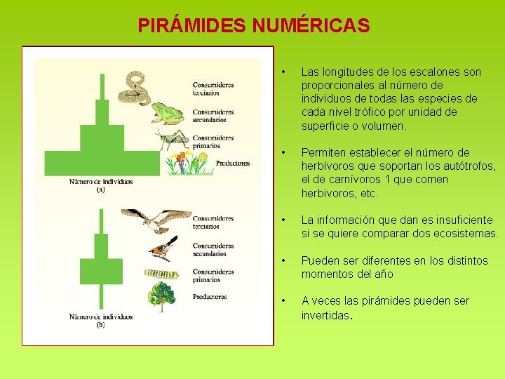 PIRÁMIDES NUMÉRICAS • Las longitudes de los escalones son proporcionales al número de individuos PIRÁMIDES NUMÉRICAS • Las longitudes de los escalones son proporcionales al número de individuos