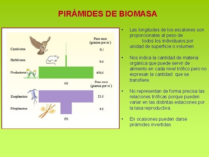 PIRÁMIDES DE BIOMASA • Las longitudes de los escalones son proporcionales al peso de PIRÁMIDES DE BIOMASA • Las longitudes de los escalones son proporcionales al peso de
