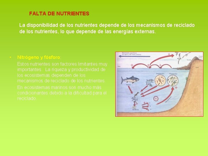 FALTA DE NUTRIENTES La disponibilidad de los nutrientes depende de los mecanismos de reciclado FALTA DE NUTRIENTES La disponibilidad de los nutrientes depende de los mecanismos de reciclado